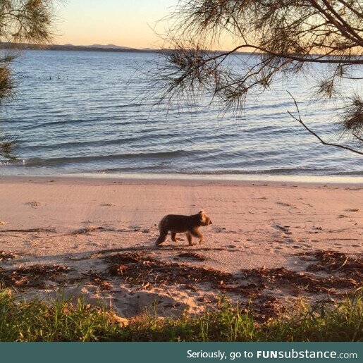 A Koala taking a stroll on the beach (Salamander Bay, Australia)