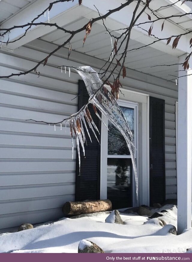Icicle hummingbird