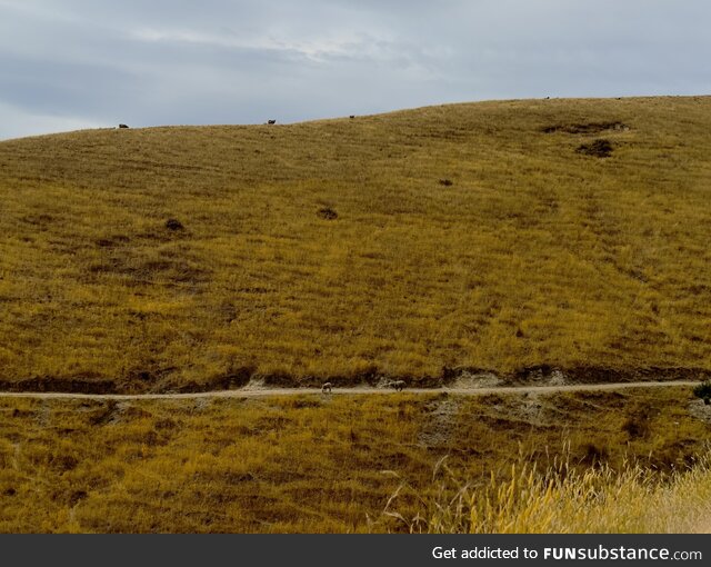 Golden Hills in Blenheim, New Zealand