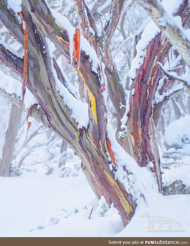 Australian snow gum, Baw Baw National park VIC Australia [OC]