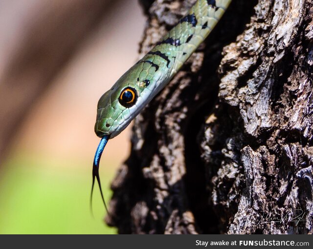 The brightly coloured tongue of a Spotted Bush Snake [OC]