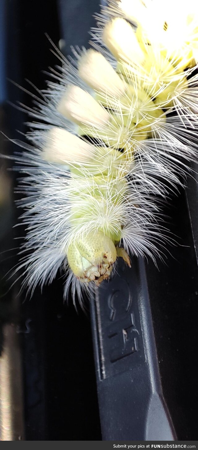 Fuzzy caterpillar