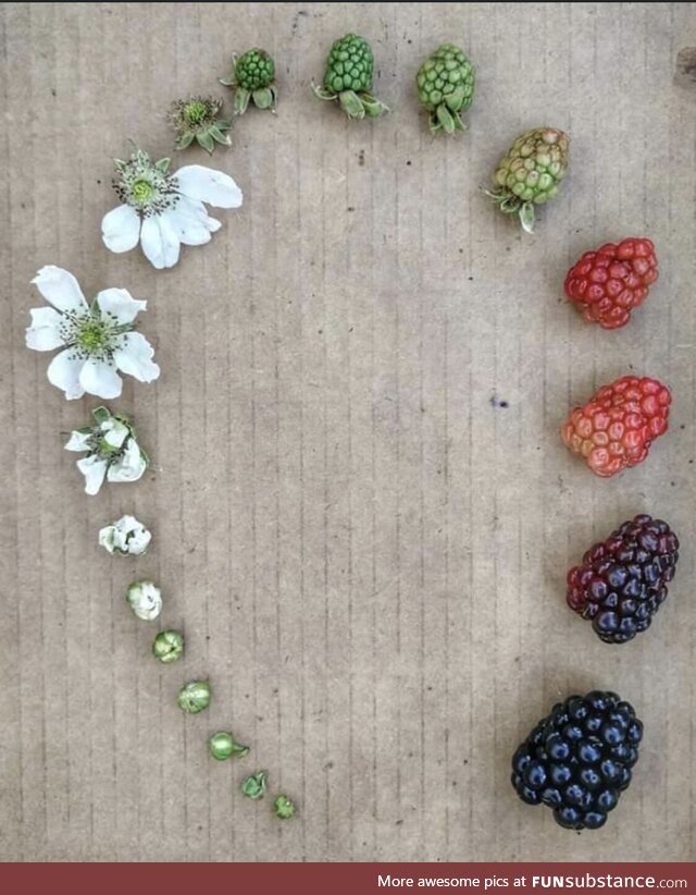 The lifecycle