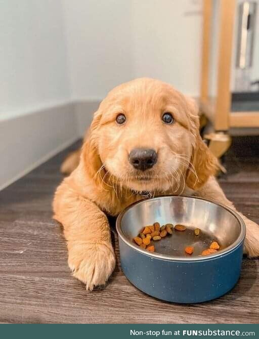 Cute puppy having breakfast ????