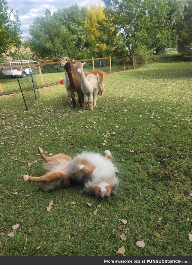 Herding abilities temporarily disabled due to urgent back scratchies