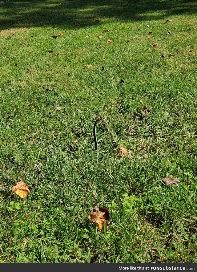 Snake poking it's head out of its hole