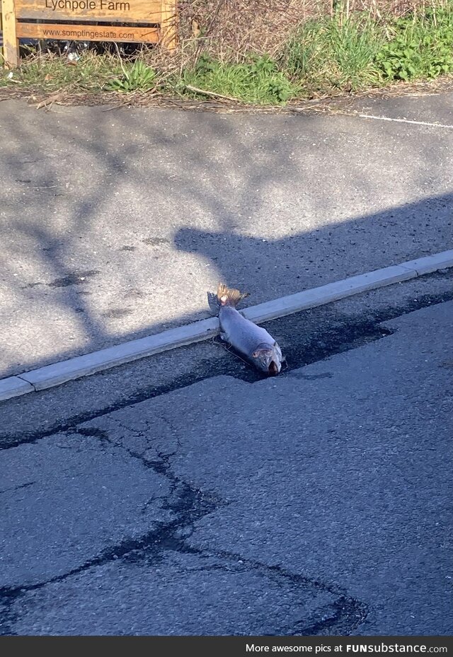 Found a salmon in the street