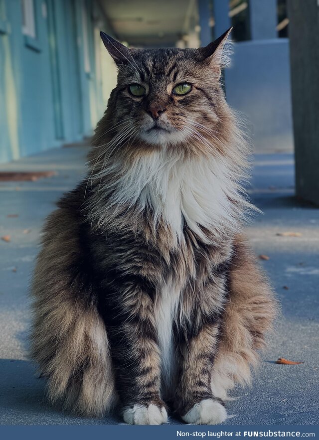 This neighborhood cat