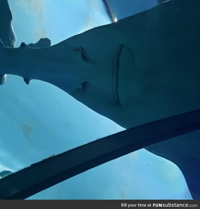 Went to the aquarium and this dude