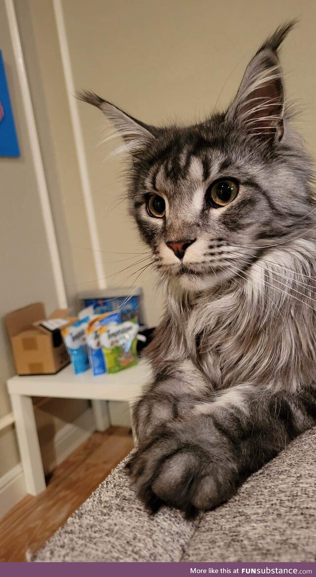 Valentino Patiently Waiting for His Treats