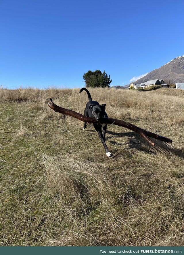 Big boy, big stick