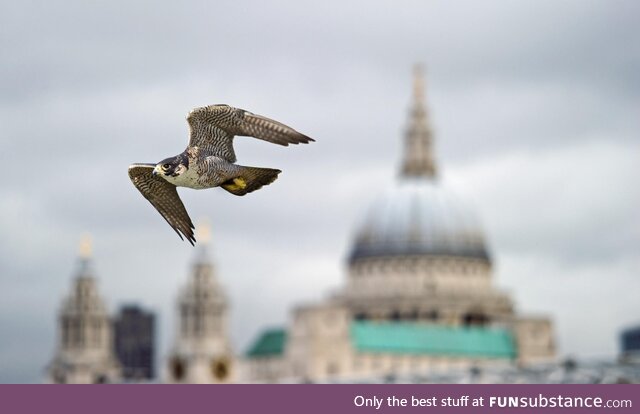 A Peregrine Falcon looking majestic