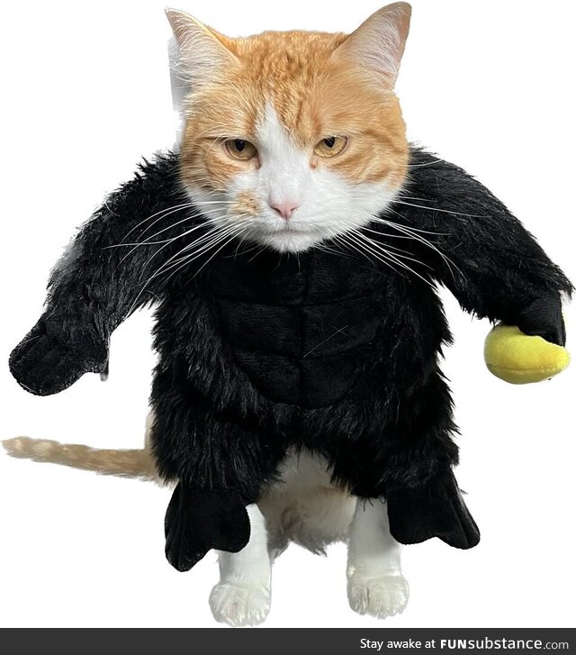 New IPhone feature cropped our cat in her gorilla costume and this was the result