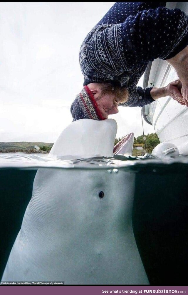 A tender moment between "Russian Spy Beluga" "Hvaldimir" and fisherman Joar Hesten