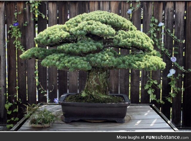 The 396 year old bonsai
