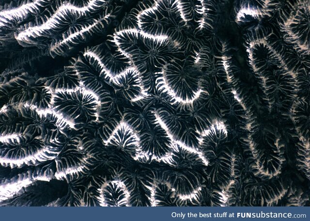 Fossilised coral in infrared