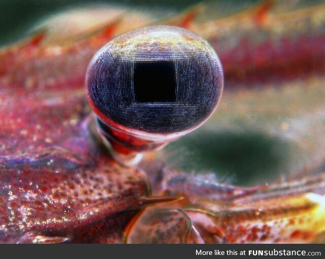 Pupil of a fresh water shrimp