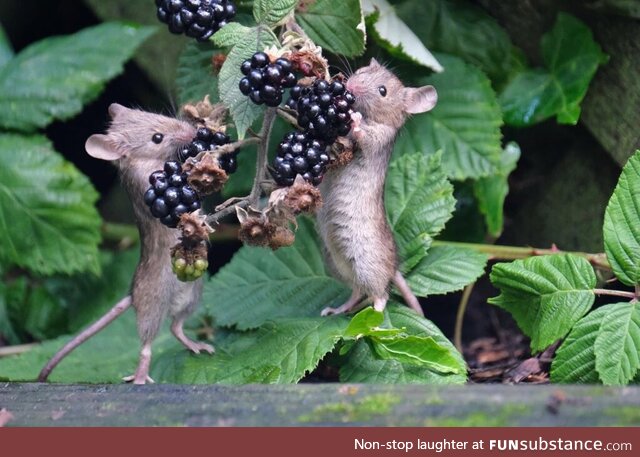 Mice snacking blackberries (Photo: Caroline Cottrell)