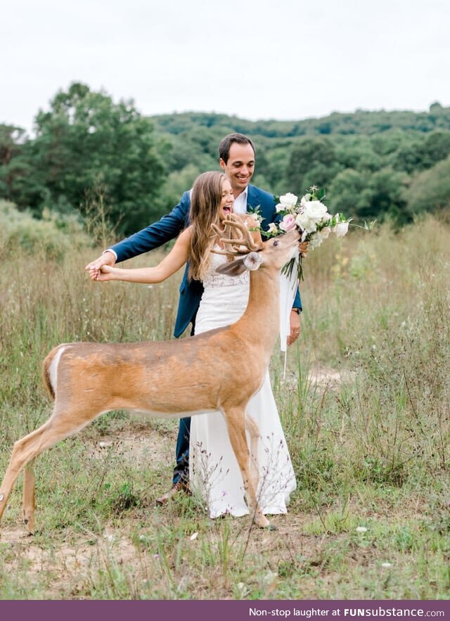 Deer crashing a wedding photo shoot
