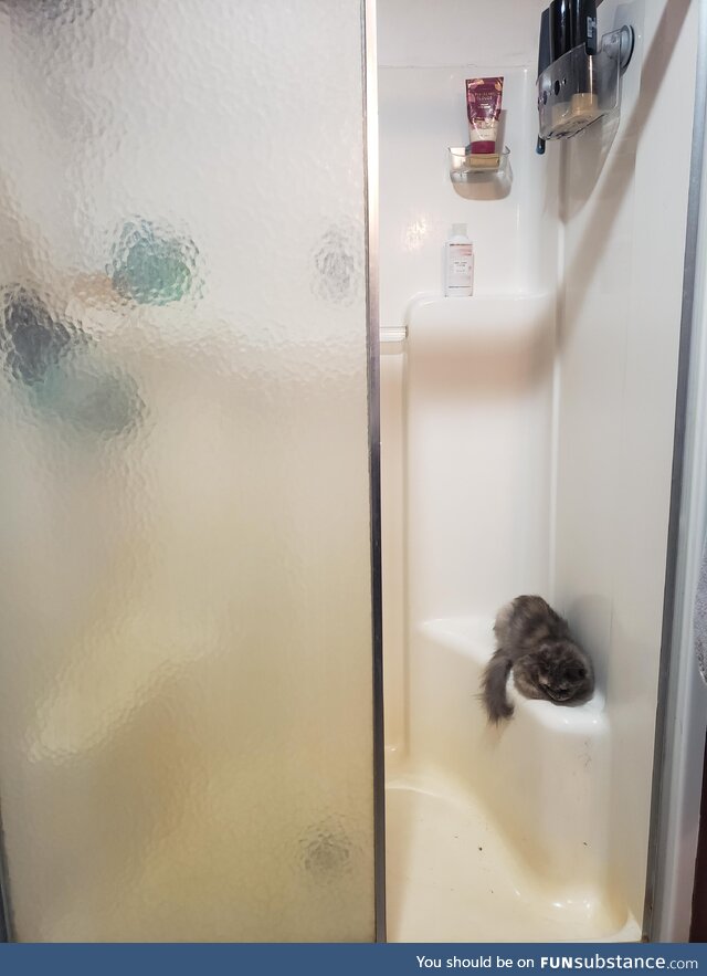 The hairball in the shower gained sentience