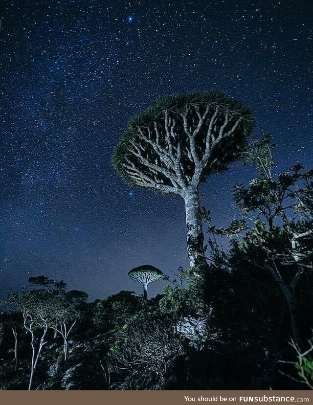 Evenings of Socotra Island - Yemen