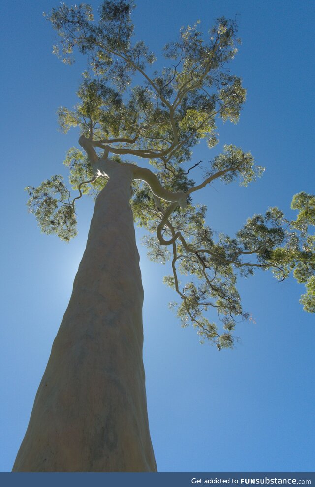 Random daily fact - This tree was planted in 1929