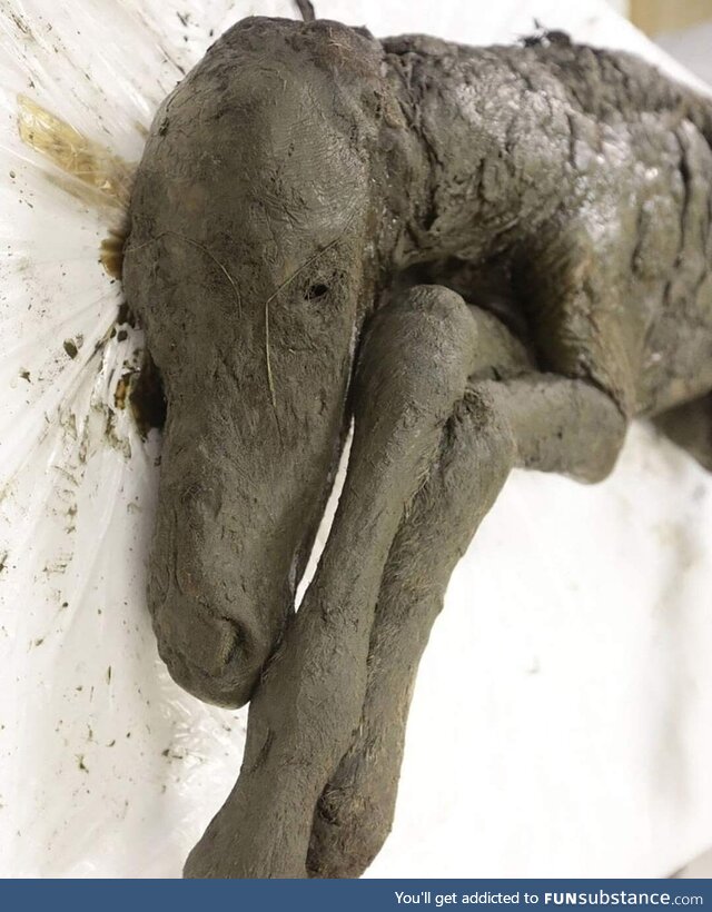 Researchers in Siberia found a perfectly-preserved 42,000-year-old baby horse