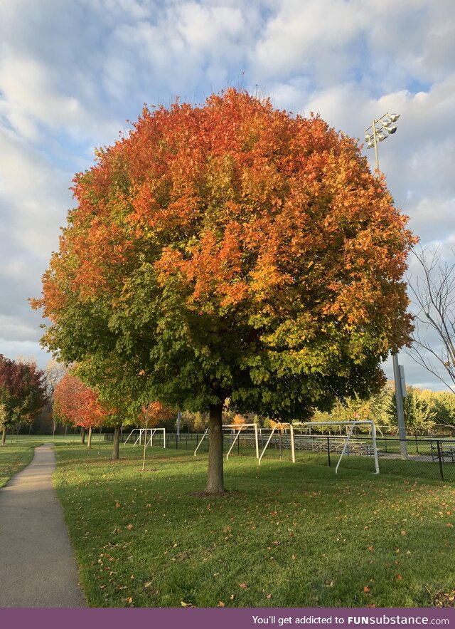 Sunny fall day