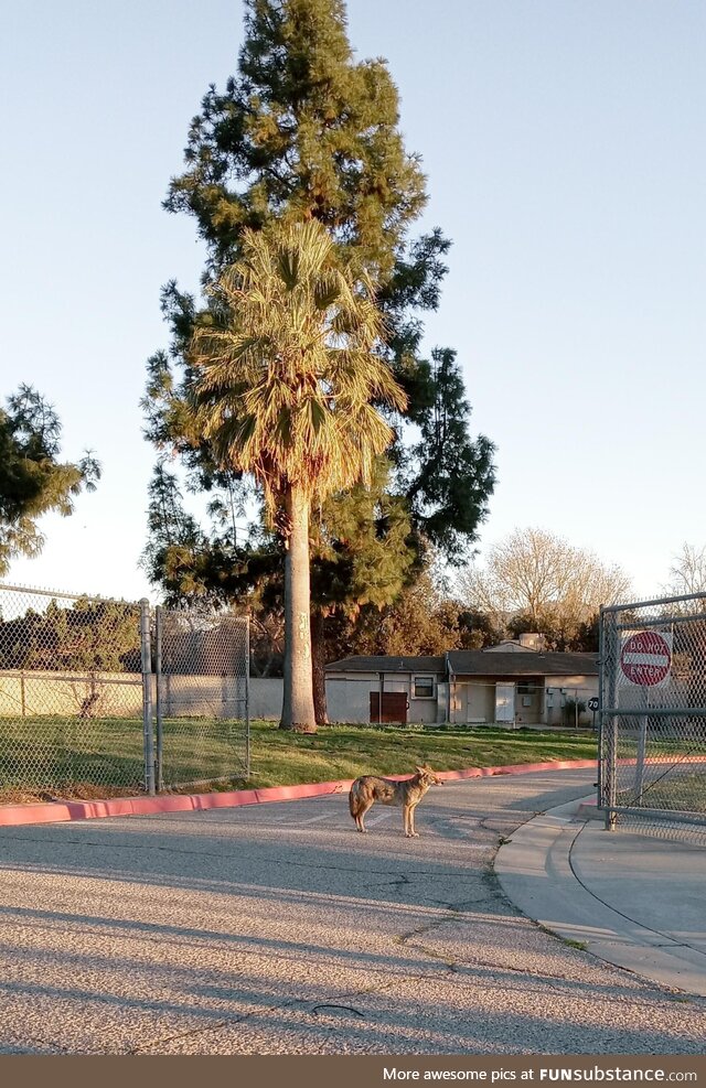 [OC] A good wild boy enjoying the sunrise. Didn't want to get to close and interrupt the