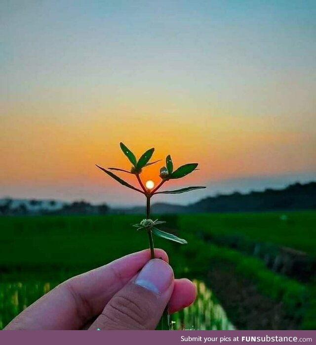 Dancing in the sunlight