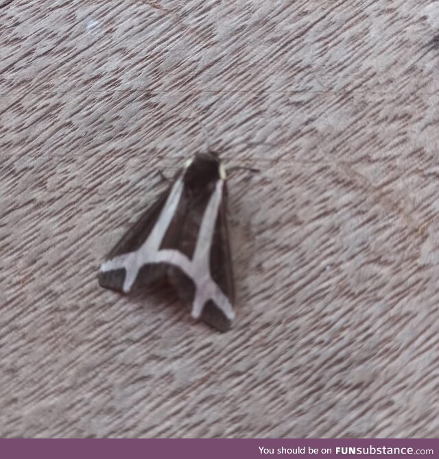 Butterfly  special design
