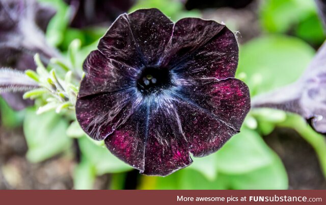 Found a Galaxy in a flower