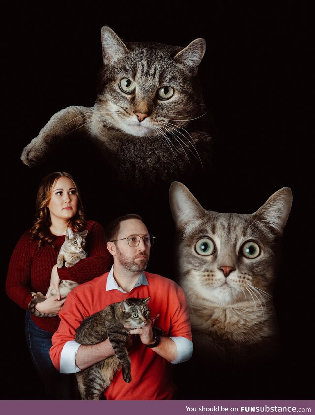 Our holiday card this year. Meowy christmas!