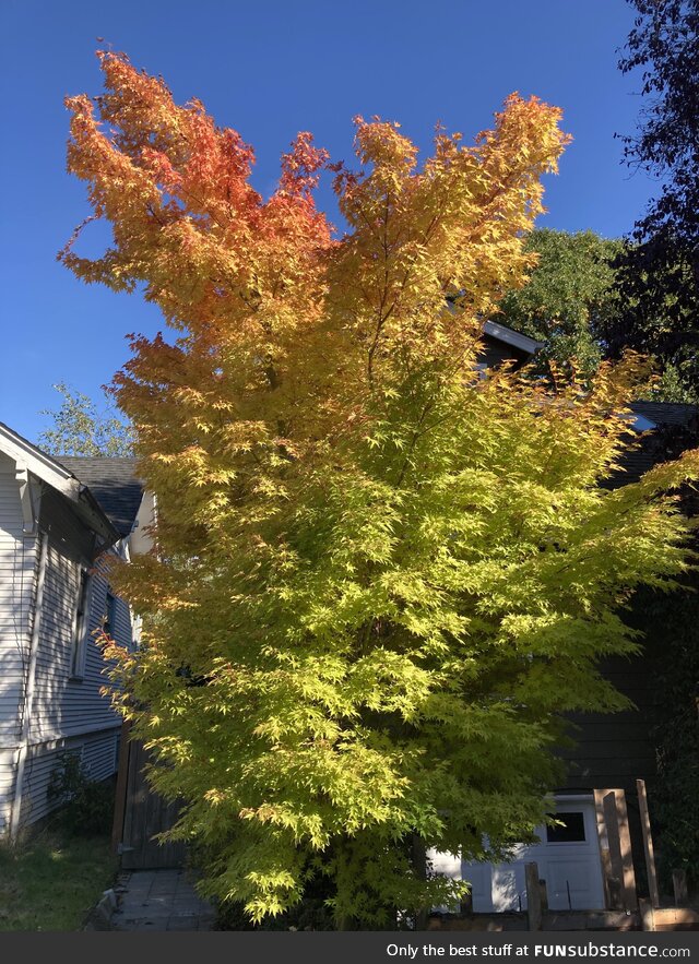 Multi-color tree in a Seattle neighborhood. Hello Autumn!
