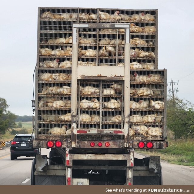 Factory farming at its best