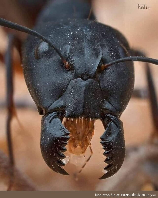 This amazing macro shot reveals the stunning details of an ant’s face. Photo Credit: