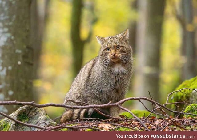 European wildcat in Transylvania