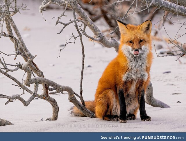 Ever been stalked by a fox? Coastal New Jersey