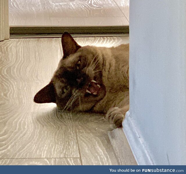 This cat hates Steven Seagal