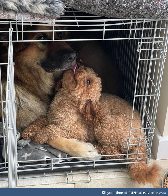 The cuddles are worth the squeeze