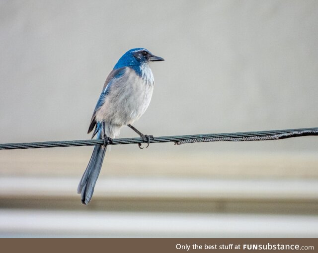 California Scrub Jay looking fierce on the power line