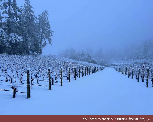 Snow from historic California storm blankets Napa Valley vineyards