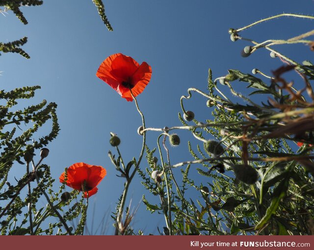 Red poppy, bottom view