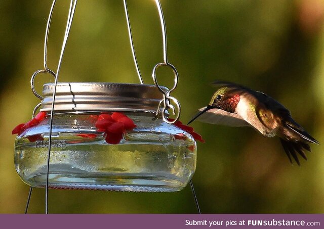 [oc] morning hummingbird