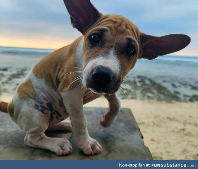 A Cute & Expressive Puppy in Indonesia