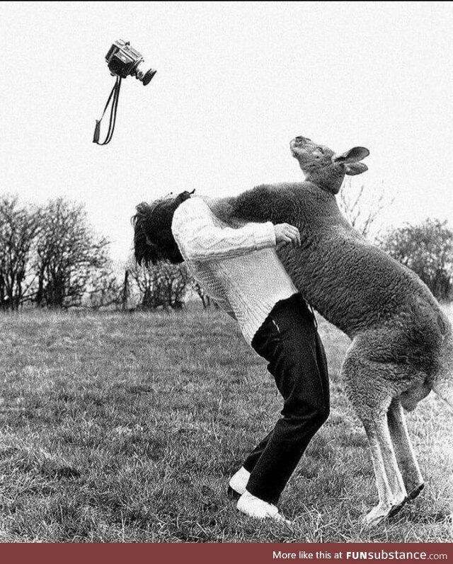 Photographer, John Drysdale, getting punched in the face by a kangaroo, 1962. After which