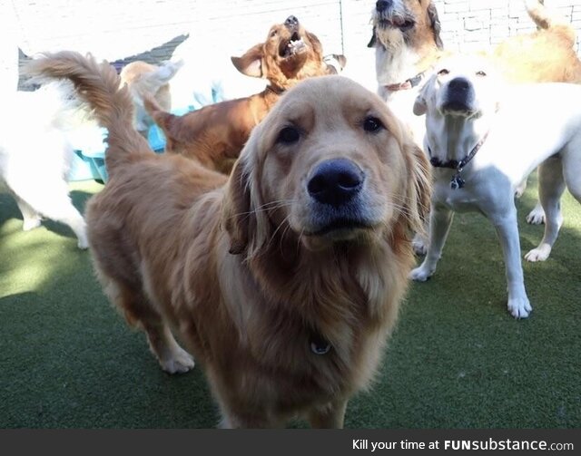 The doggie daycare sent us a pic of our golden retriever to let us know how he was doing