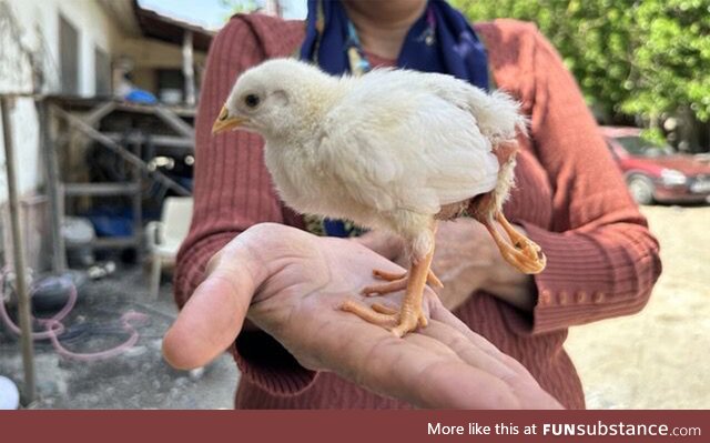 A chick with four legs. Turkiye Hatay