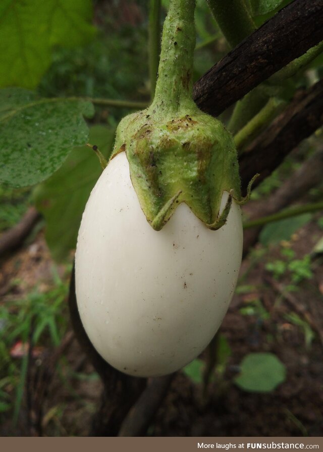 Proof the egg came before the chicken