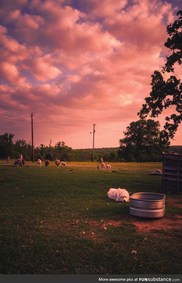 [OC]The Dog Days of Summer